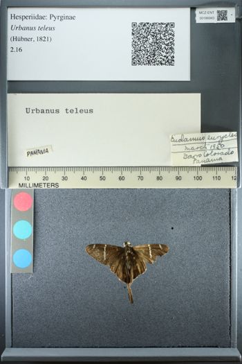 Media type: image;   Entomology 186943